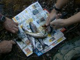 Gutting fish