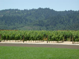 Vineyards